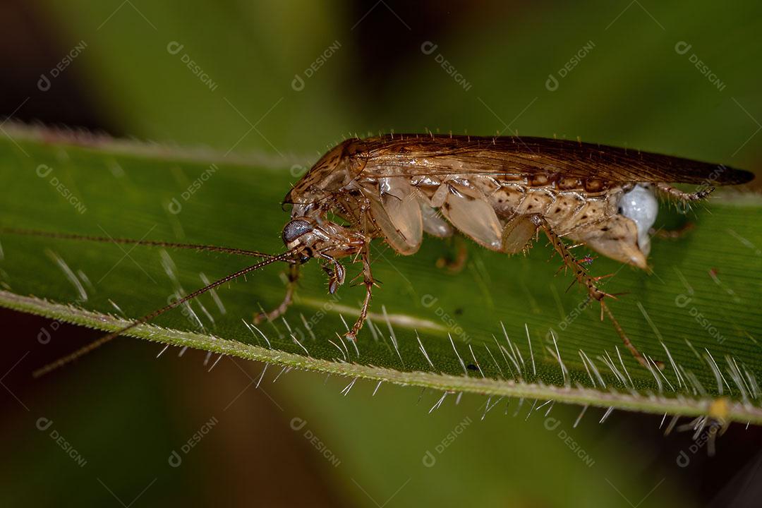 Barata de Madeira Adulta da Família Ectobiidae Imagem JPG