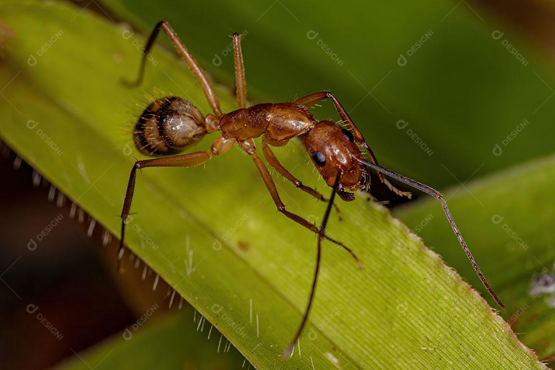 Formiga de Carpinteiro Fêmea adulta do Gênero Camponotus Imagem JPG