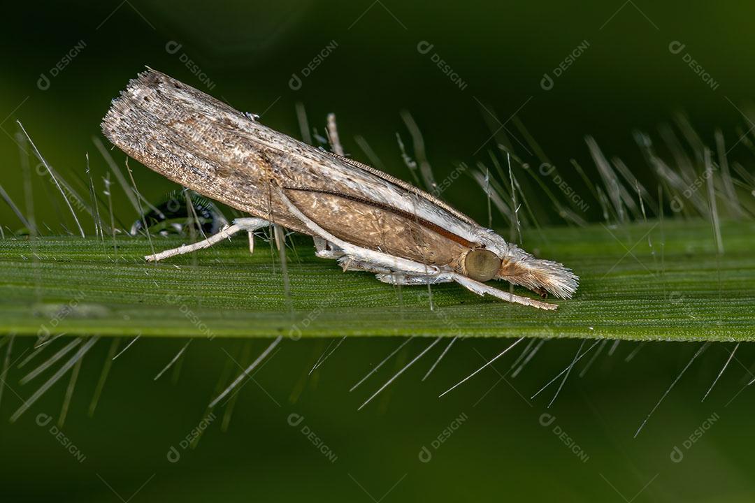 Mariposa Adulta da Subfamília Crambinae ImagemJPG