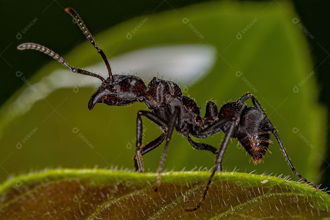 Formiga Ectatommina Fêmea Adulta do Gênero Ectatomma Imagem JPG