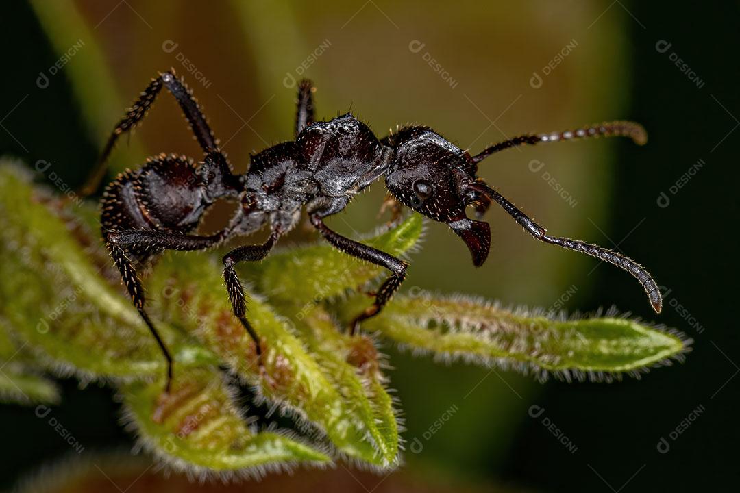 Formiga Ectatommina Fêmea Adulta do Gênero Ectatomma Imagem JPG