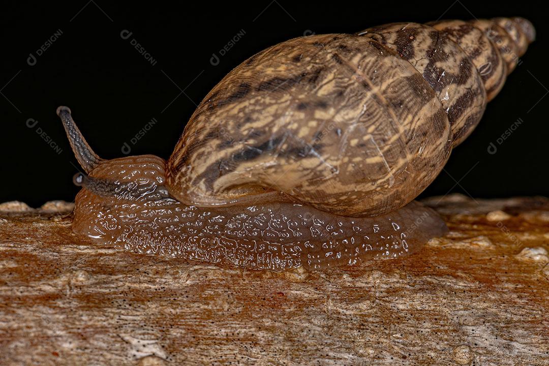 Pequeno Caracol Helicinano do Gênero Bulimulus Imagem JPG