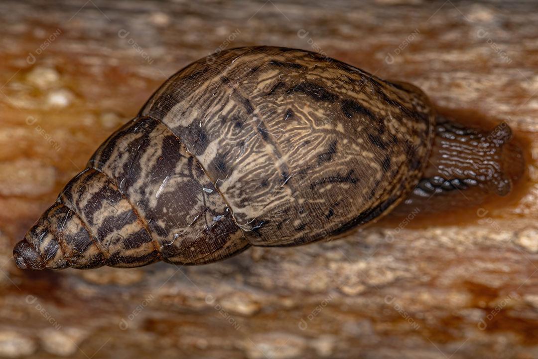 Pequeno Caracol Helicinano do Gênero Bulimulus Imagem JPG