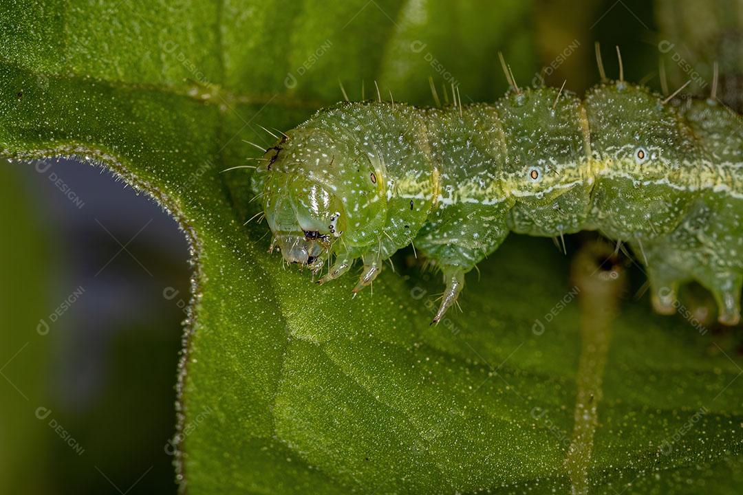 Pequena Lagarta Mariposa da Ordem Lepidoptera Imagem JPG