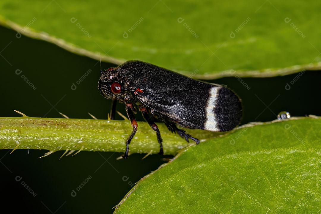 Cigarra Preta Adulta da Espécie Notozulia Entreriana Imagem JPG