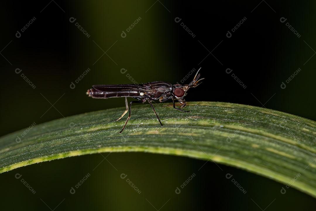 Mosca Acaliptrada Adulta do Zoosubseção Acalyptratae Imagem JPG