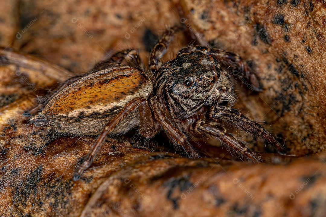 Aranha Saltadora Fêmea adulta do Gênero Freya Foto Imagem