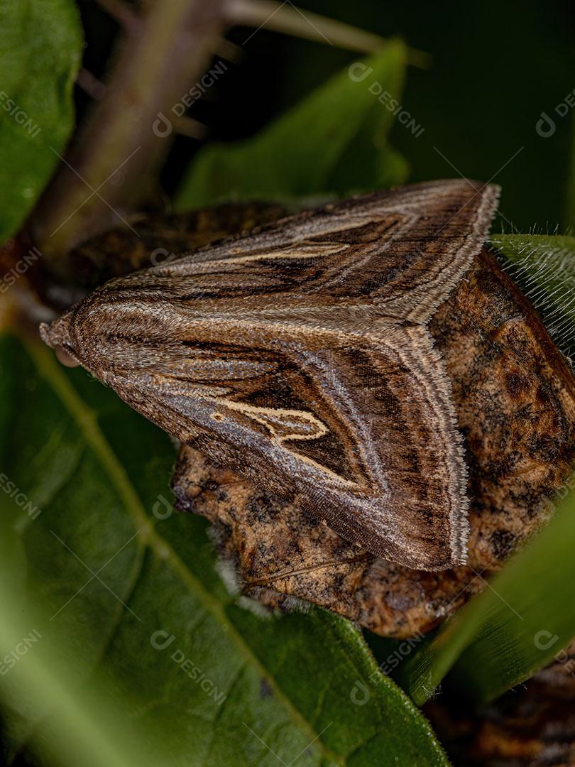 Mariposa Marrom Adulta do Gênero Heteropygas Imagem JPG