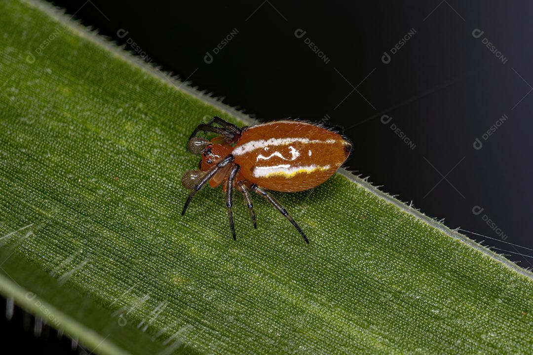Aranha Orbweaver Adulta Típica da Espécie Alpaida Rubellula Imagem JPG