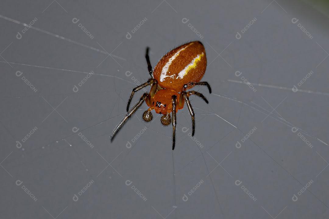 Aranha Orbweaver Adulta Típica da Espécie Alpaida Rubellula Imagem JPG