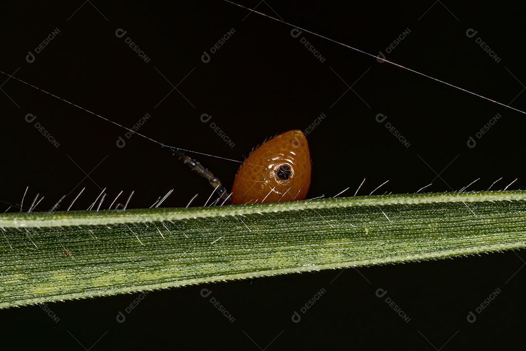 Aranha Orbweaver Adulta Típica da Espécie Alpaida Rubellula Imagem JPG