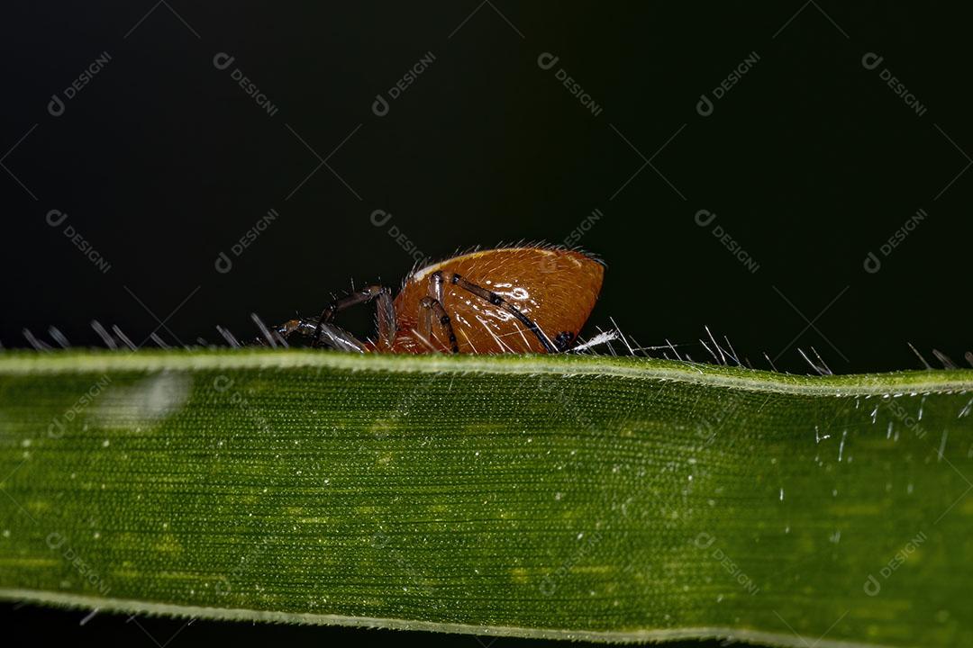 Aranha Orbweaver Adulta Típica da Espécie Alpaida Rubellula Imagem JPG