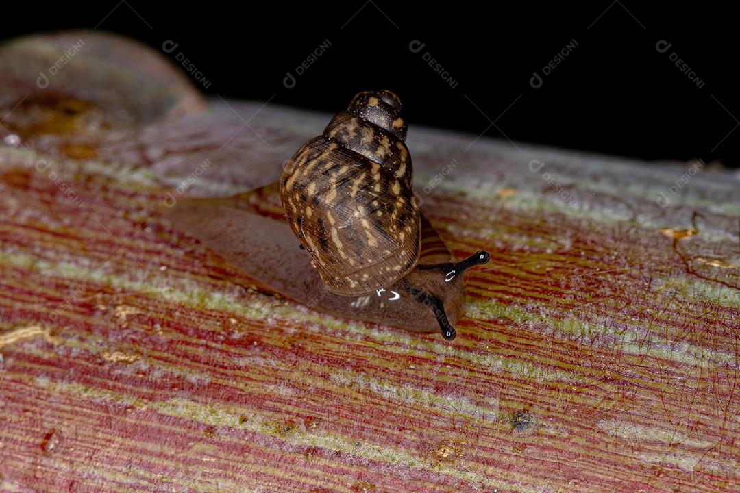 Pequeno Caracol Helicinano do Gênero Bulimulus Imagem JPG