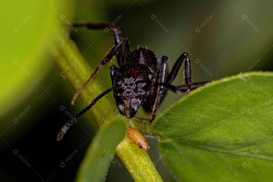 Formiga Ectatommina Fêmea Adulta do Gênero Ectatomma Imagem JPG