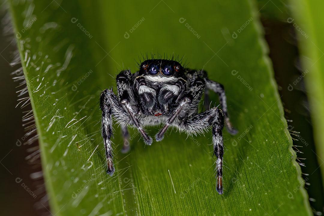 Pequena Aranha Saltadora da Subtribo Freyina Imagem JPG