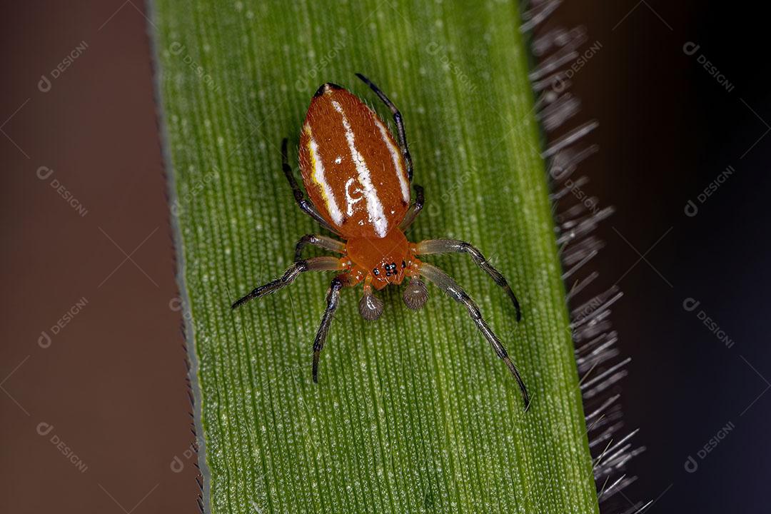 Aranha Orbweaver Adulta Típica da Espécie Alpaida Rubellula Imagem JPG