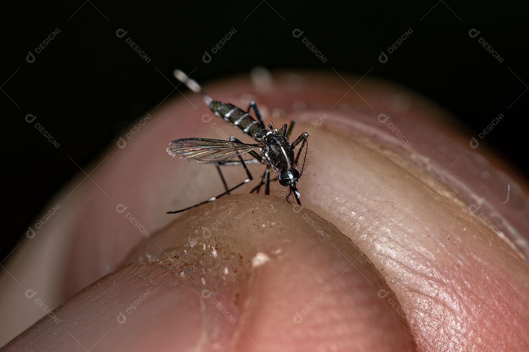 Mosquito de Tigre Asiático Adulto Morto da Espécie Aedes Albopictus Imagem JPG