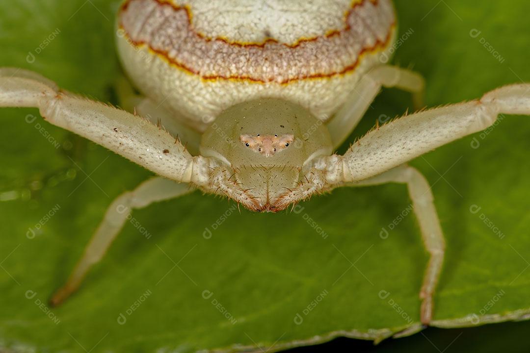 Aranha Caranguejo Fêmea Adulta da Família Thomisidae Imagem JPG