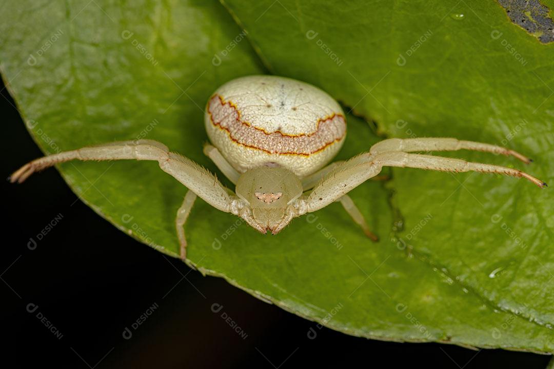 Aranha Caranguejo Fêmea Adulta da Família Thomisidae Imagem JPG