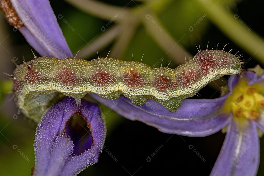 Pequena Lagarta Mariposa da Ordem Lepidoptera Imagem JPG