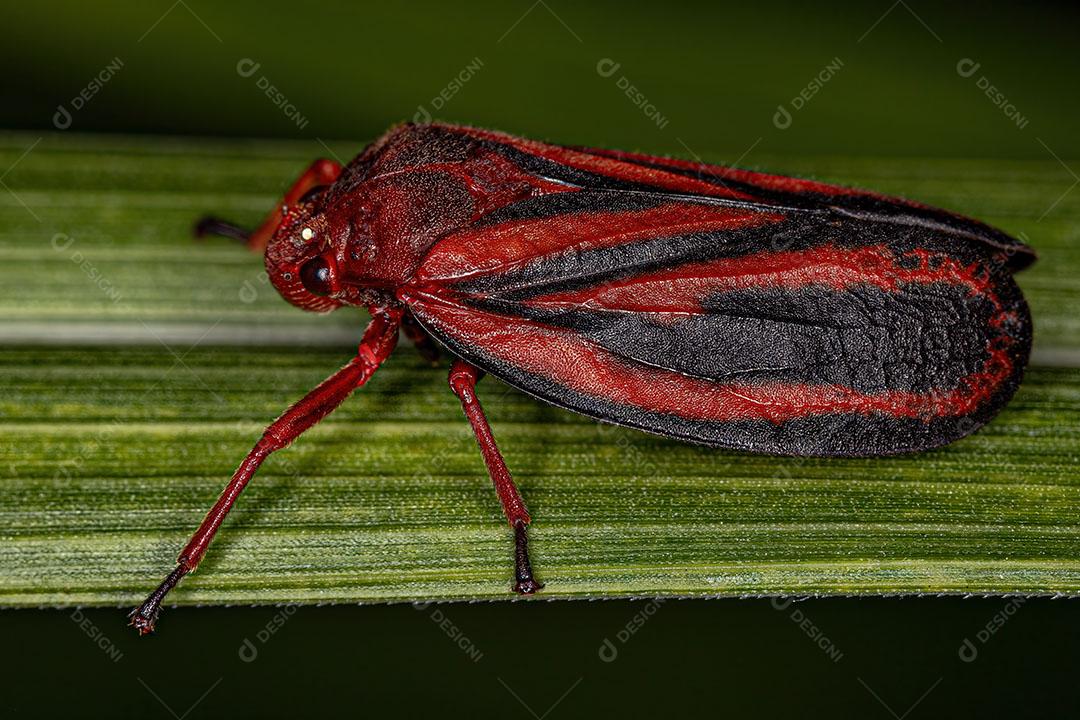 Inseto Froghopper Adulto da Família Cercopidae Imagem JPG