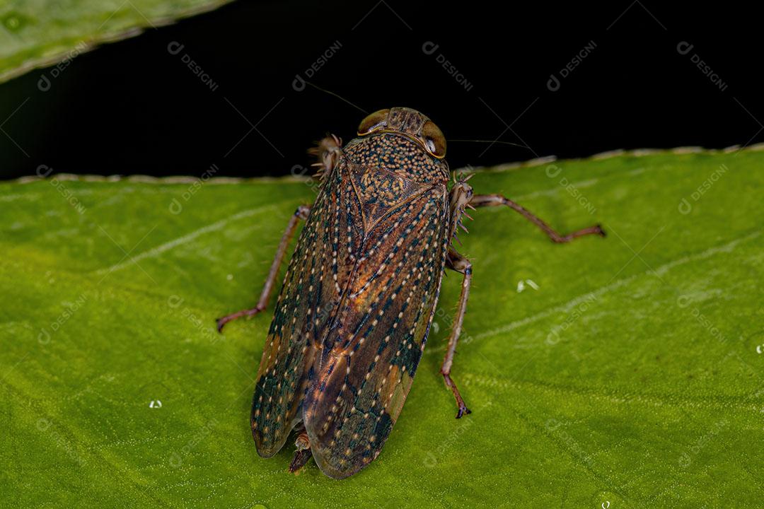 Cigarrinha Típica Adulta da Subfamília Coelidiinae Imagem JPG