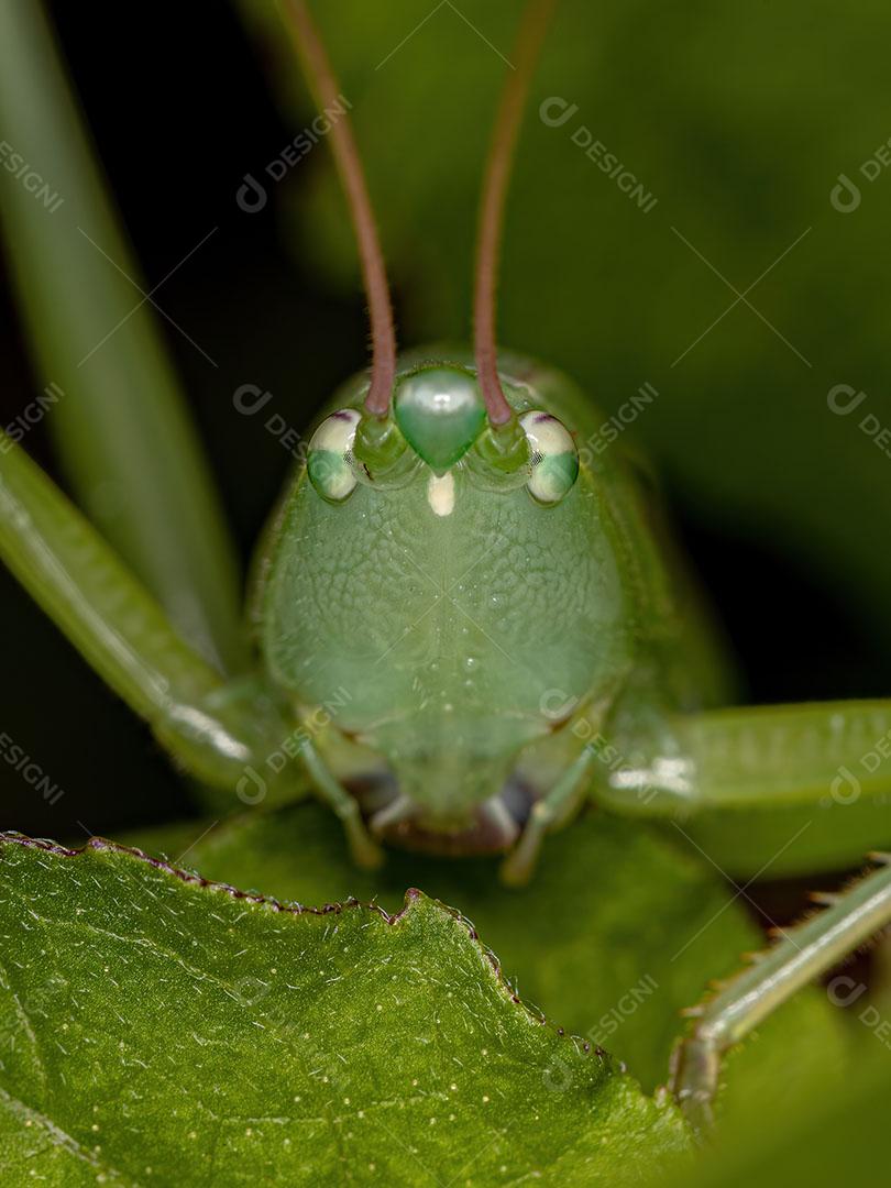 Ninfa Conehead Comum do Gênero Neoconocephalus Imagem JPG