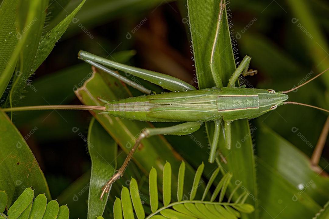 Ninfa Conehead Comum do Gênero Neoconocephalus Imagem JPG