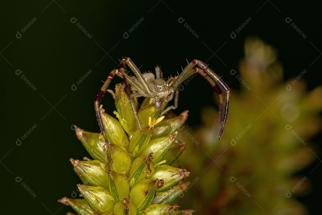 Aranha Caranguejo Macho Adulto da Família Thomisidae Imagem JPG