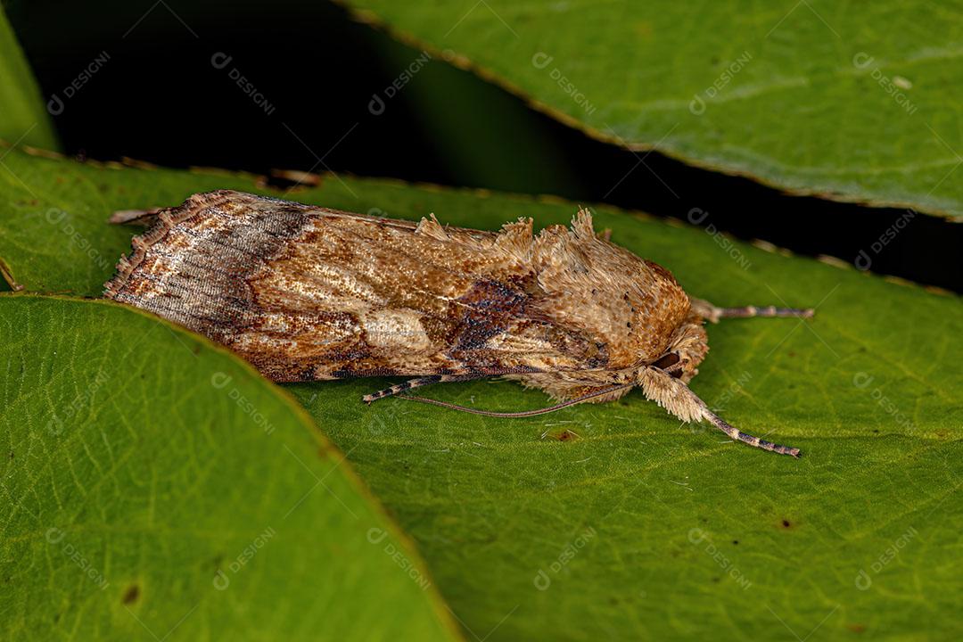 Mariposa Adulta Masculina da Espécie Spodoptera Cosmioides Imagem JPG