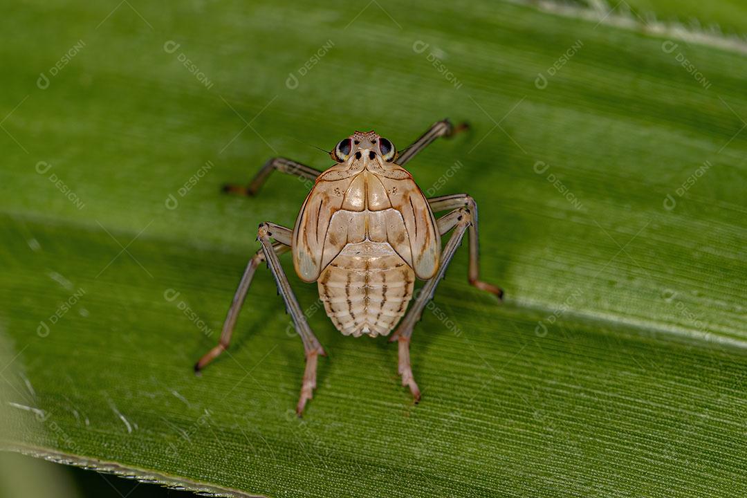 Inseto Dictyopharid Planthopper Ninfa da Família Dictyopharidae Imagem JPG