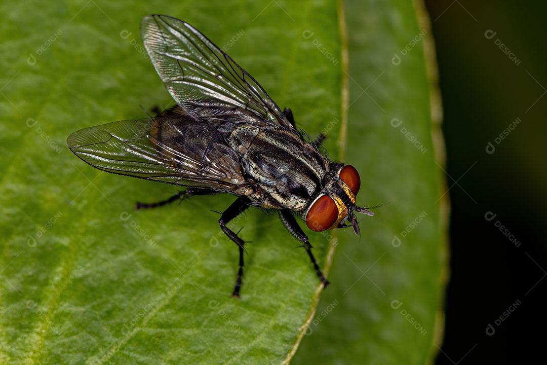 Mosca de Carne Adulta da Família Sarcophagidae Imagem JPG