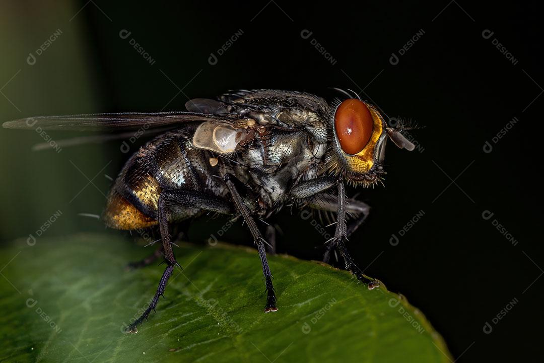 Mosca de Carne Adulta da Família Sarcophagidae Imagem JPG