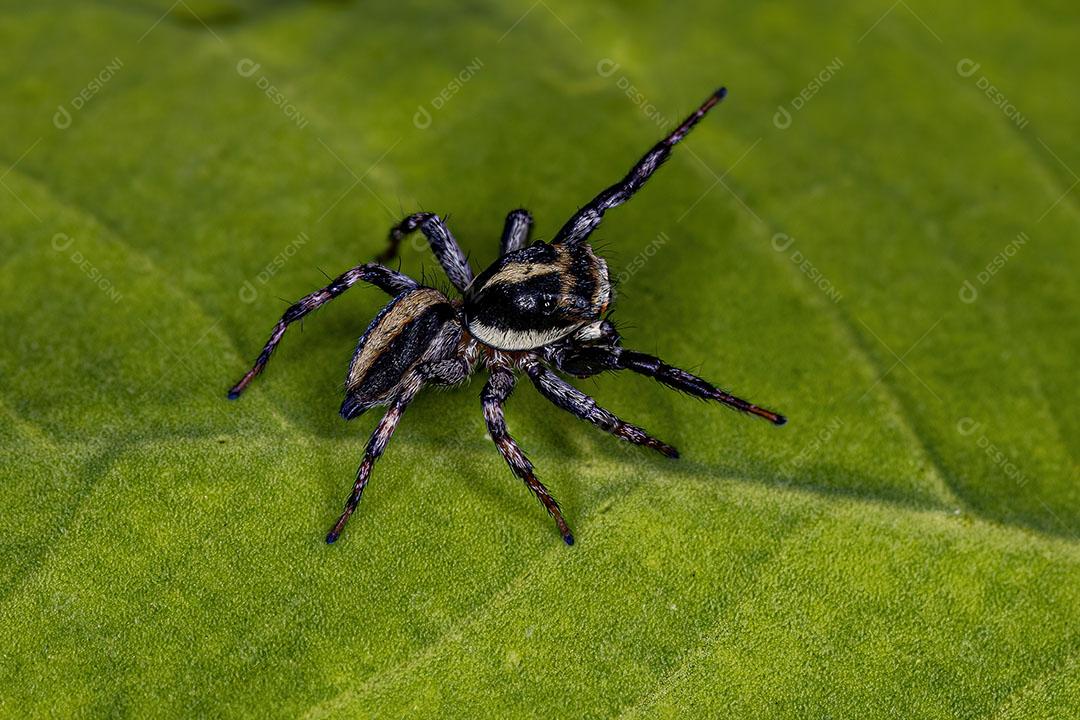 Pequena Aranha Saltadora da Subtribo Freyina Imagem JPG