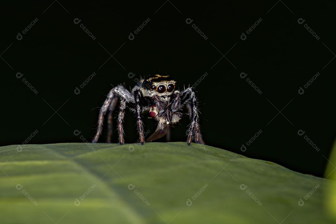 Pequena Aranha Saltadora da Subtribo Freyina Imagem JPG