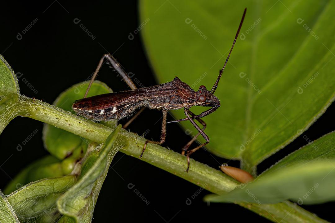 Inseto de Cabeça Larga Adulto da Aubfamília Alydinae Imagem JPG