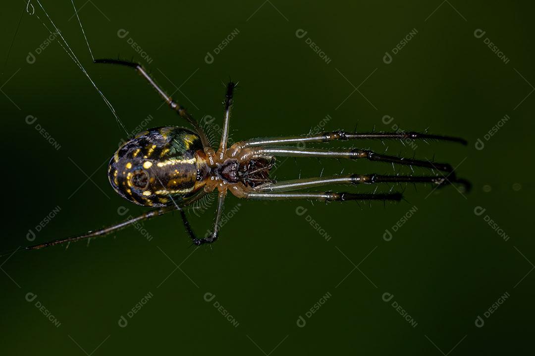 Aranha Pequena do Pomar do Gênero Leucauge Imagem JPG