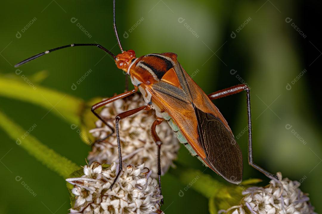 Inseto Pé de Folha Adulto da Espécie Hypselonotus Interruptus Imagem JPG