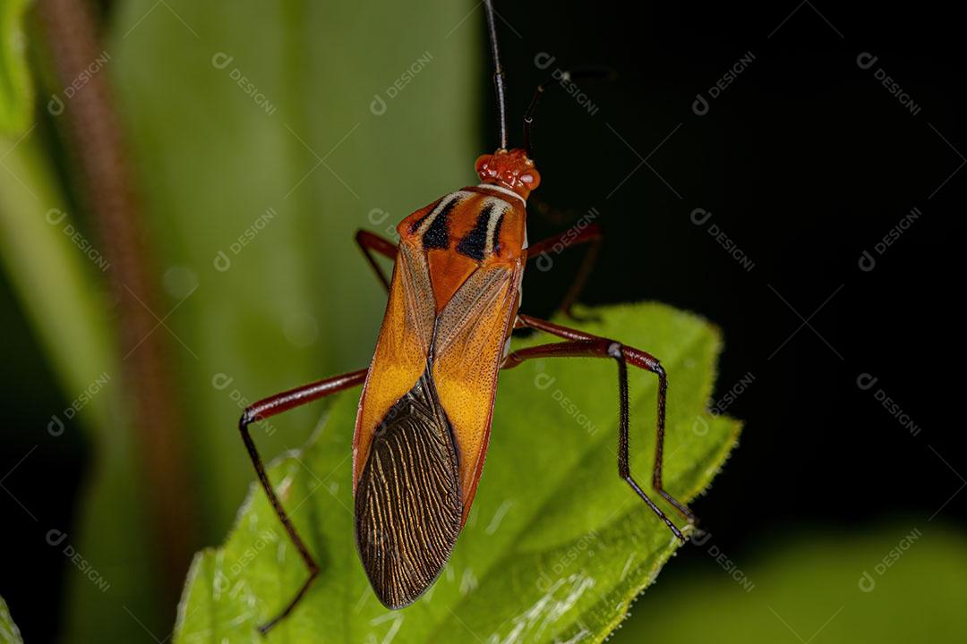 Adult Leaf Foot Insect of the Species Hypselonotus Interruptus Image JPG