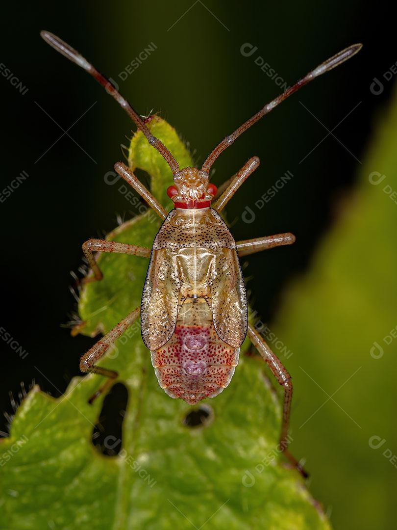 Inseto Pentatomomorfo adulto da Infraordem Pentatomomorfo ImagemJPG