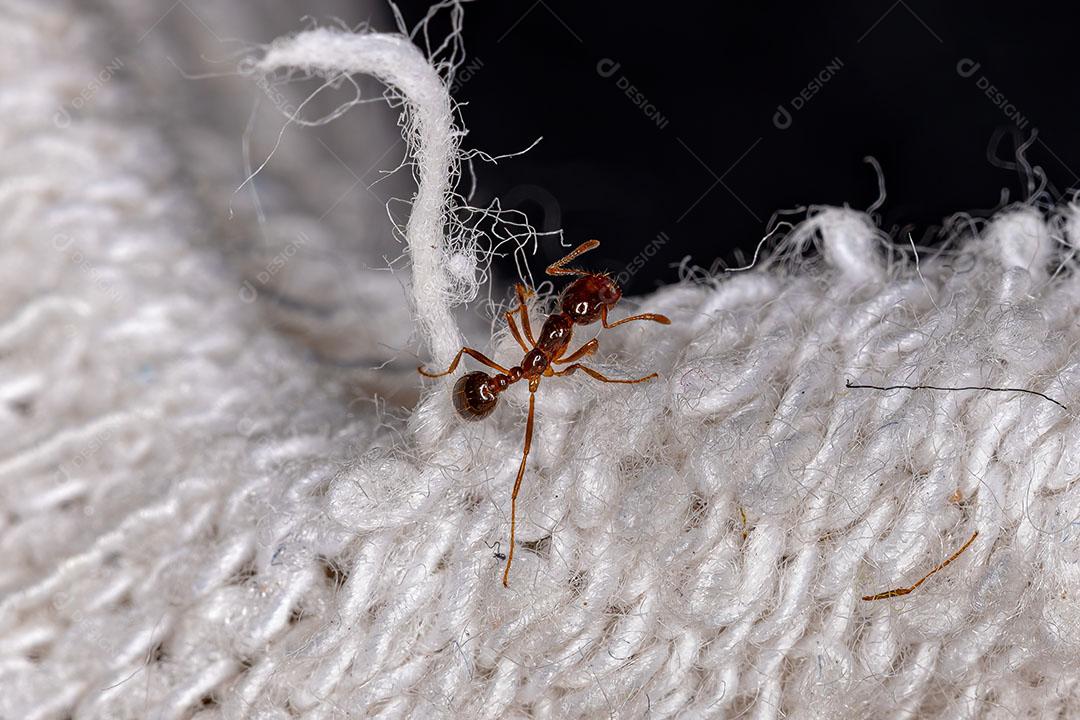 Formiga de Fogo Adulta do Gênero Solenopsis Imagem JPG