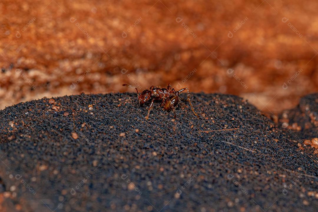 Formiga de Fogo Adulta do Gênero Solenopsis Imagem JPG