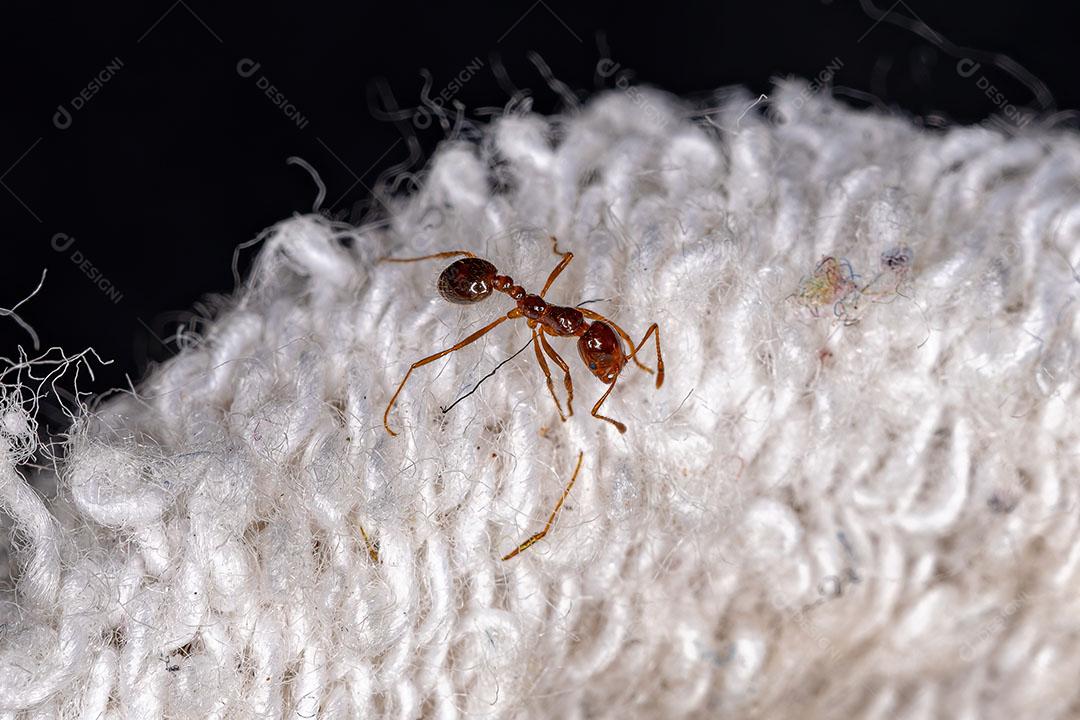 Formiga de Fogo Adulta do Gênero Solenopsis Imagem JPG