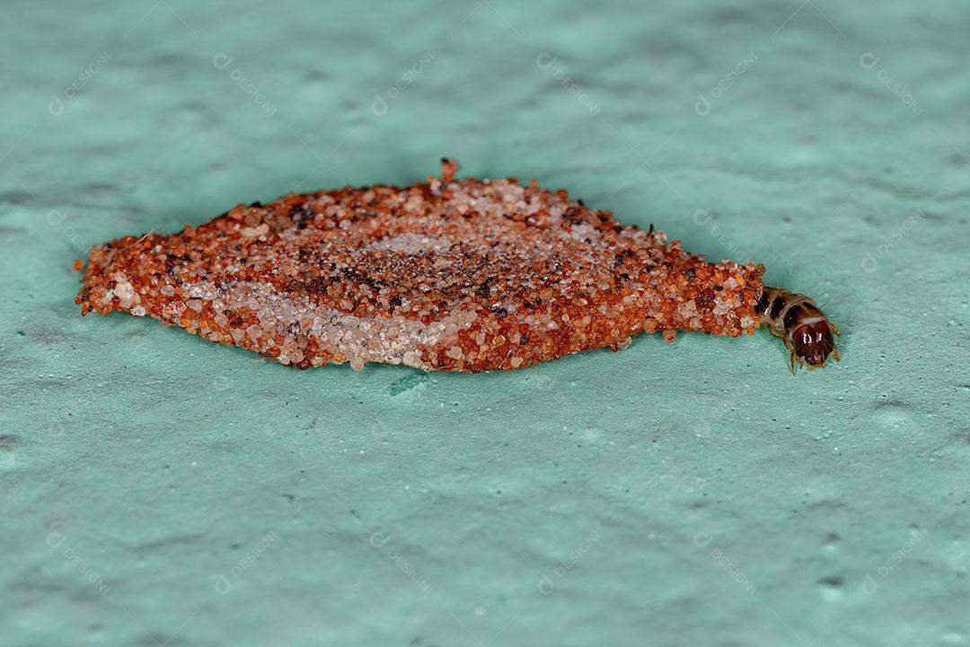 Traça de Lagarta Pequena da Ordem Lepidoptera Imagem JPG