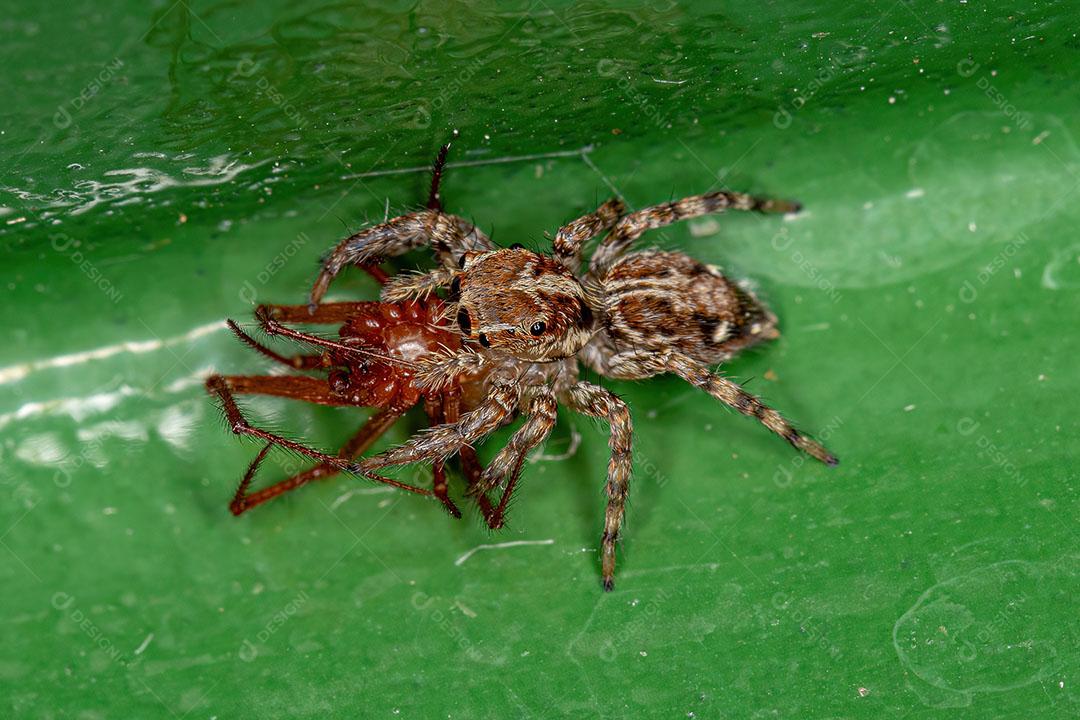 Pequena Aranha Saltadora da Espécie Plexippus paykulli Predando uma Aranha Vermelha  Nesticodes rufipes Imagem JPG