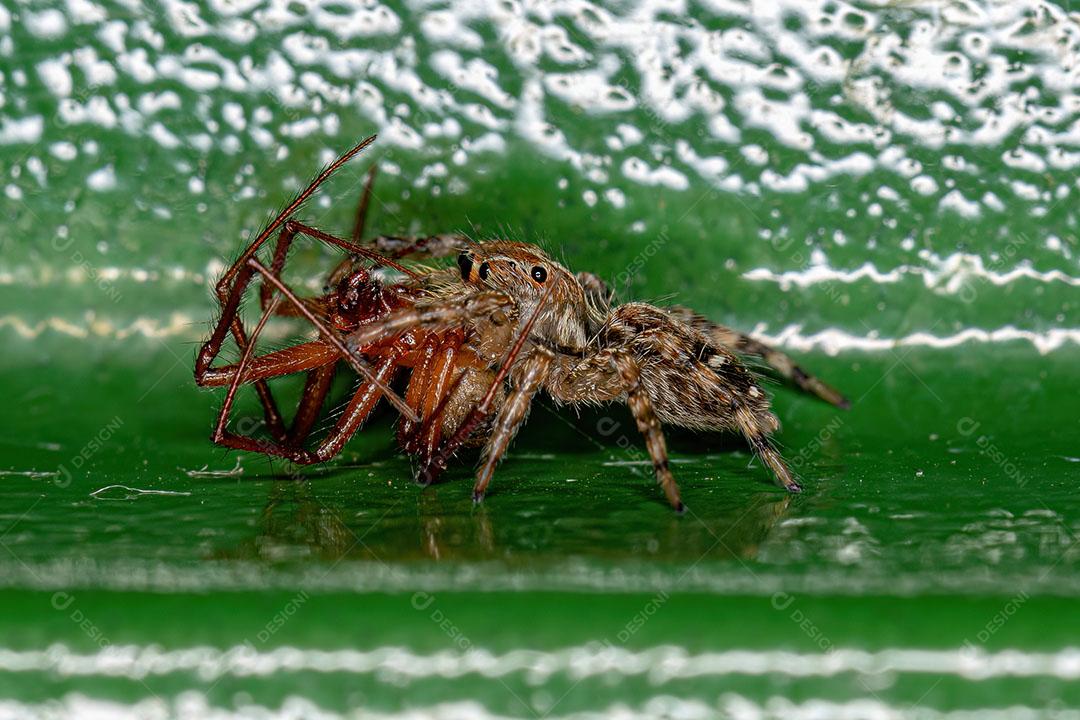 Pequena Aranha Aaltadora da Espécie Plexippus paykulli Predando uma Aranha Vermelha  Nesticodes rufipes Imagem JPG