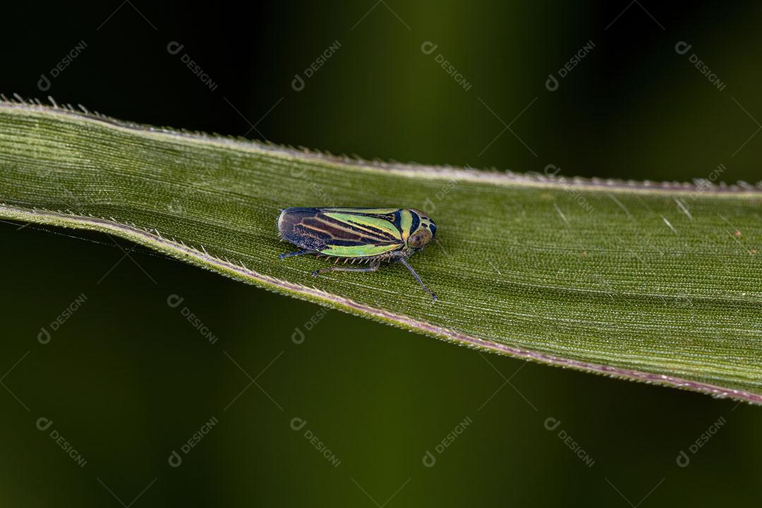 Pequena Cigarrinha Típica da Subfamília Deltocephalinae Imagem JPG