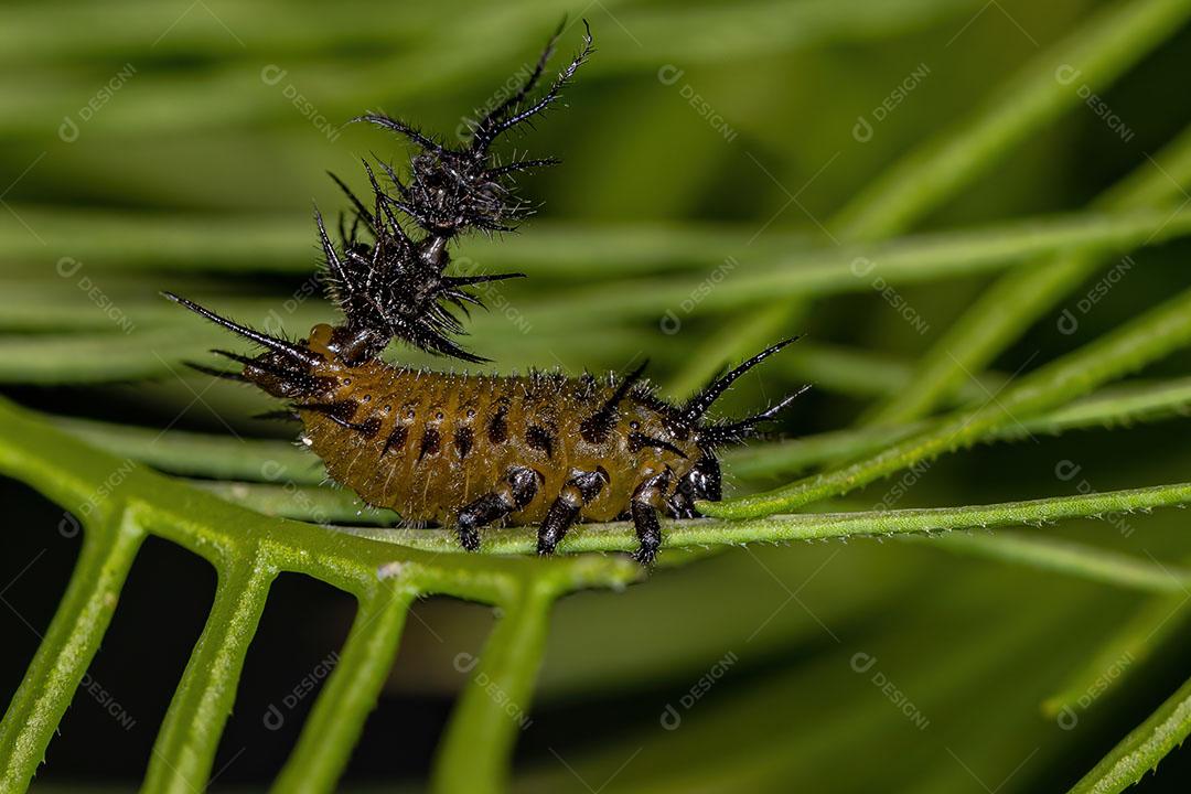 Larva do Besouro Tartaruga da Tribo Cassidini Imagem JPG