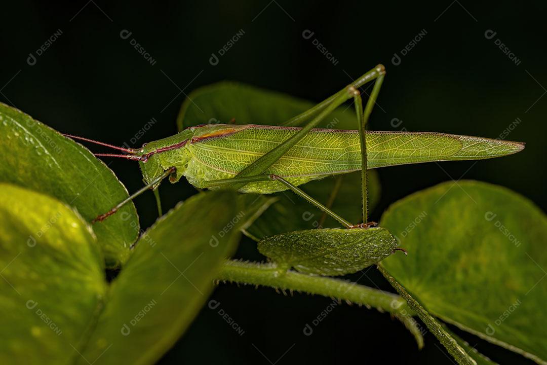 Adulto Faneropterina Katydid da Tribo Aniarellini imagem JPG