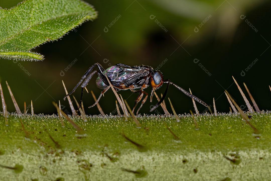 Vespa Alferes Adulto da Família Evaniidae Imagem JPG